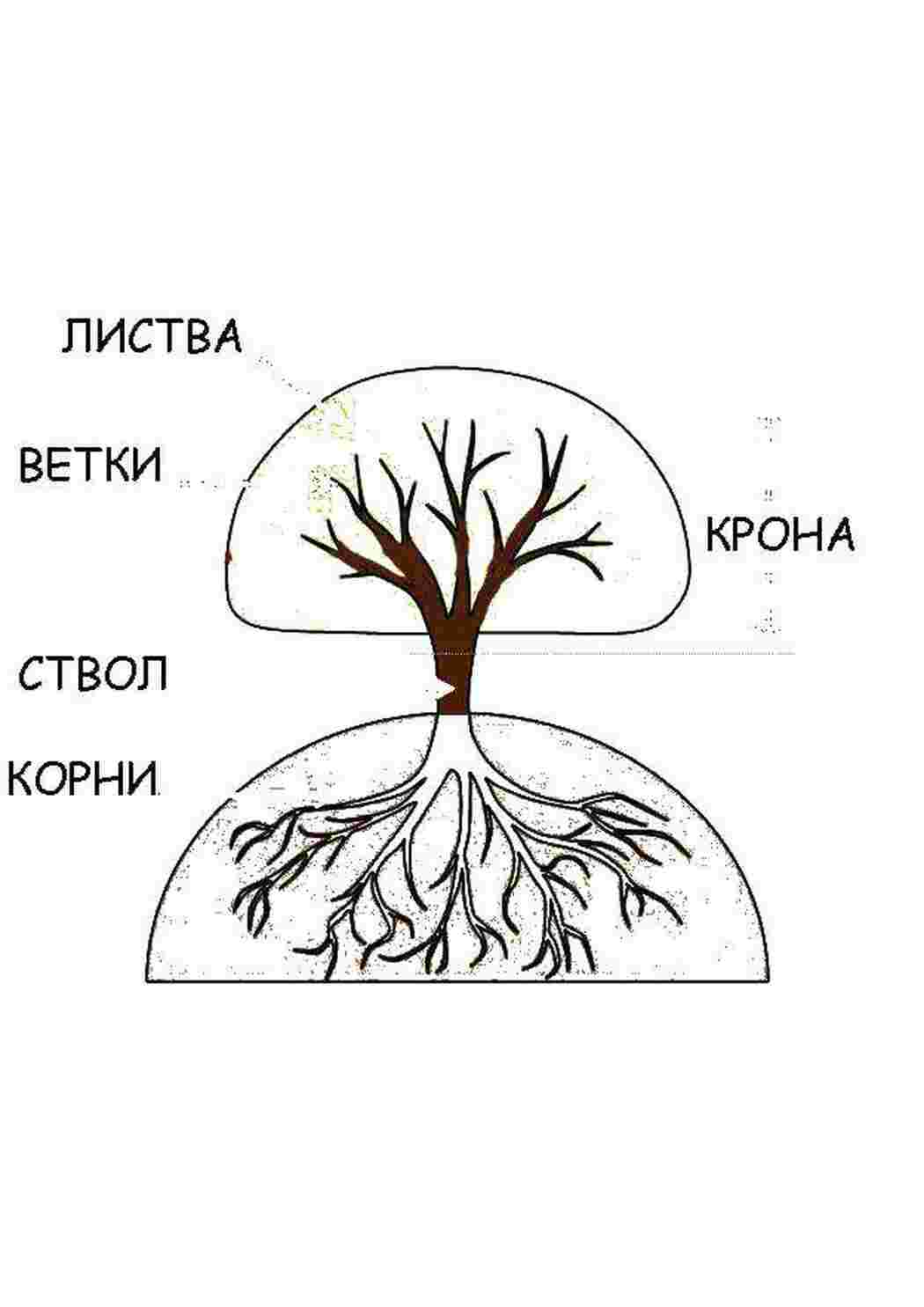 Раскраска Дерево