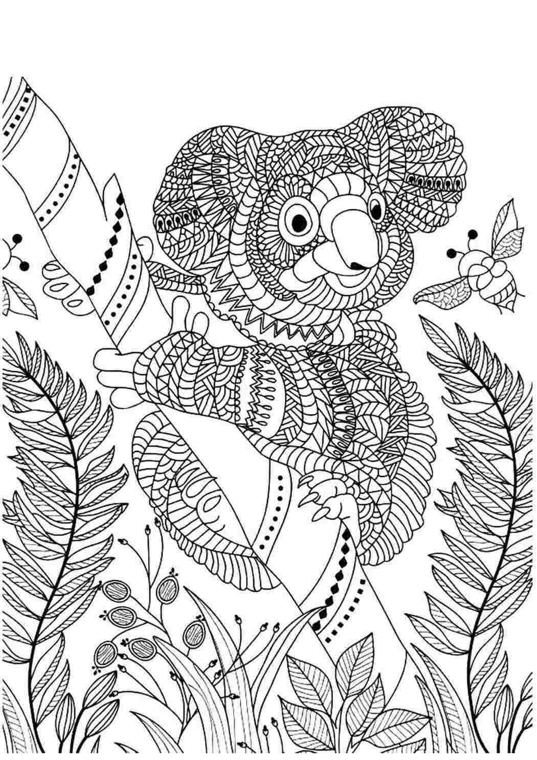 Раскраска Коала