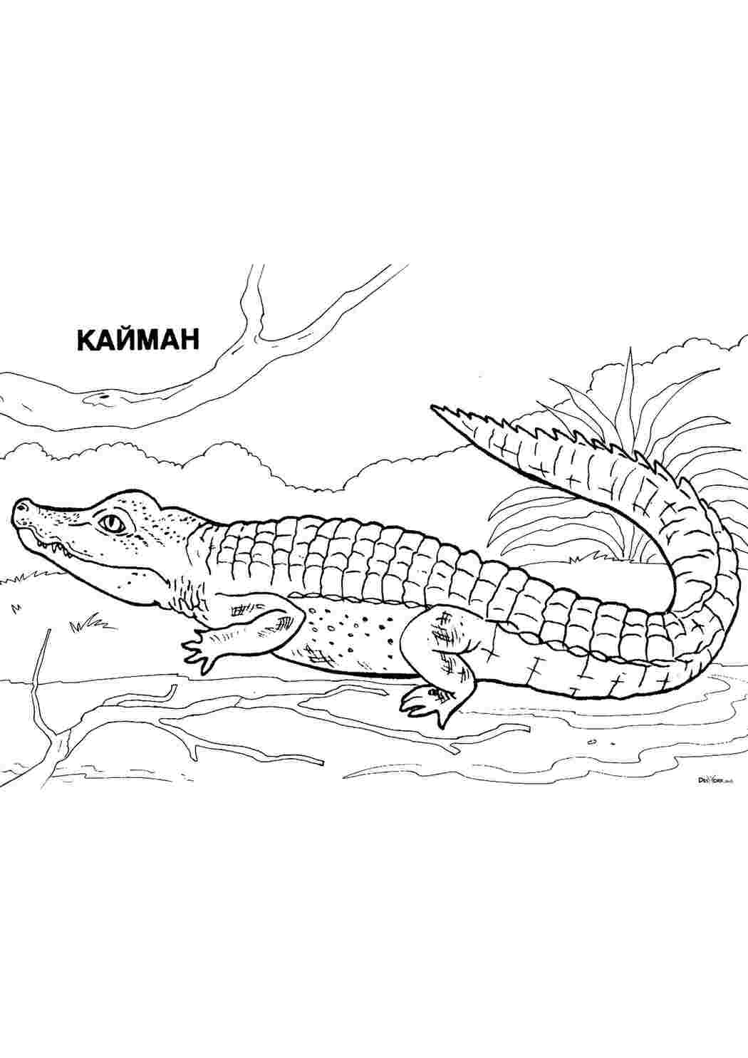 Раскраска Кайман
