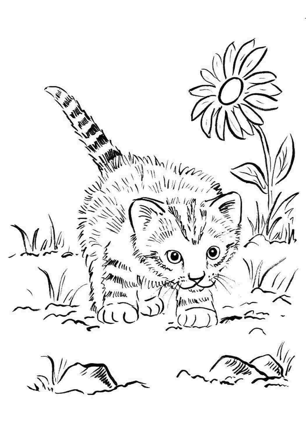 Раскраска Кошеня в траві