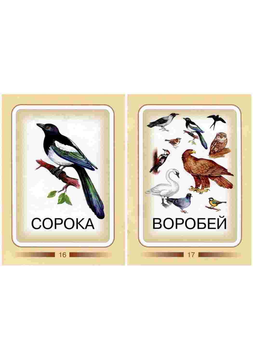 Раскраска Картки для вивчення птахів з дітьми
