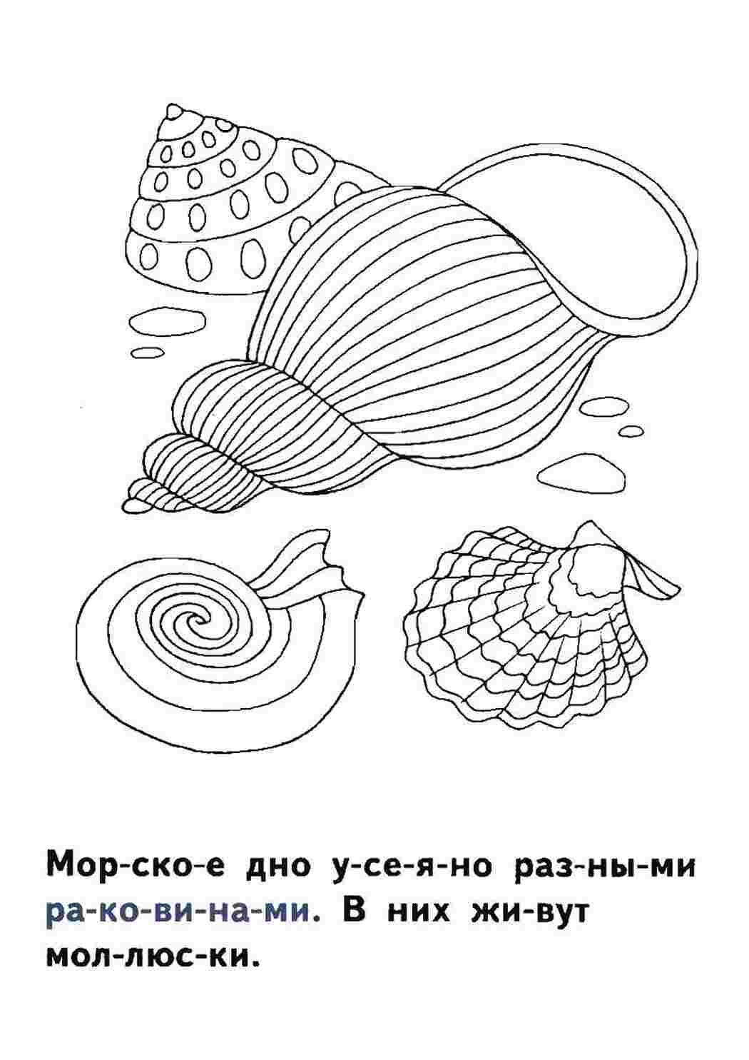 Раскраска Мушлі та черепашки