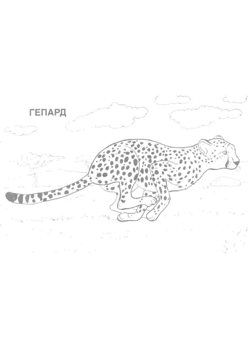 Раскраска гепард