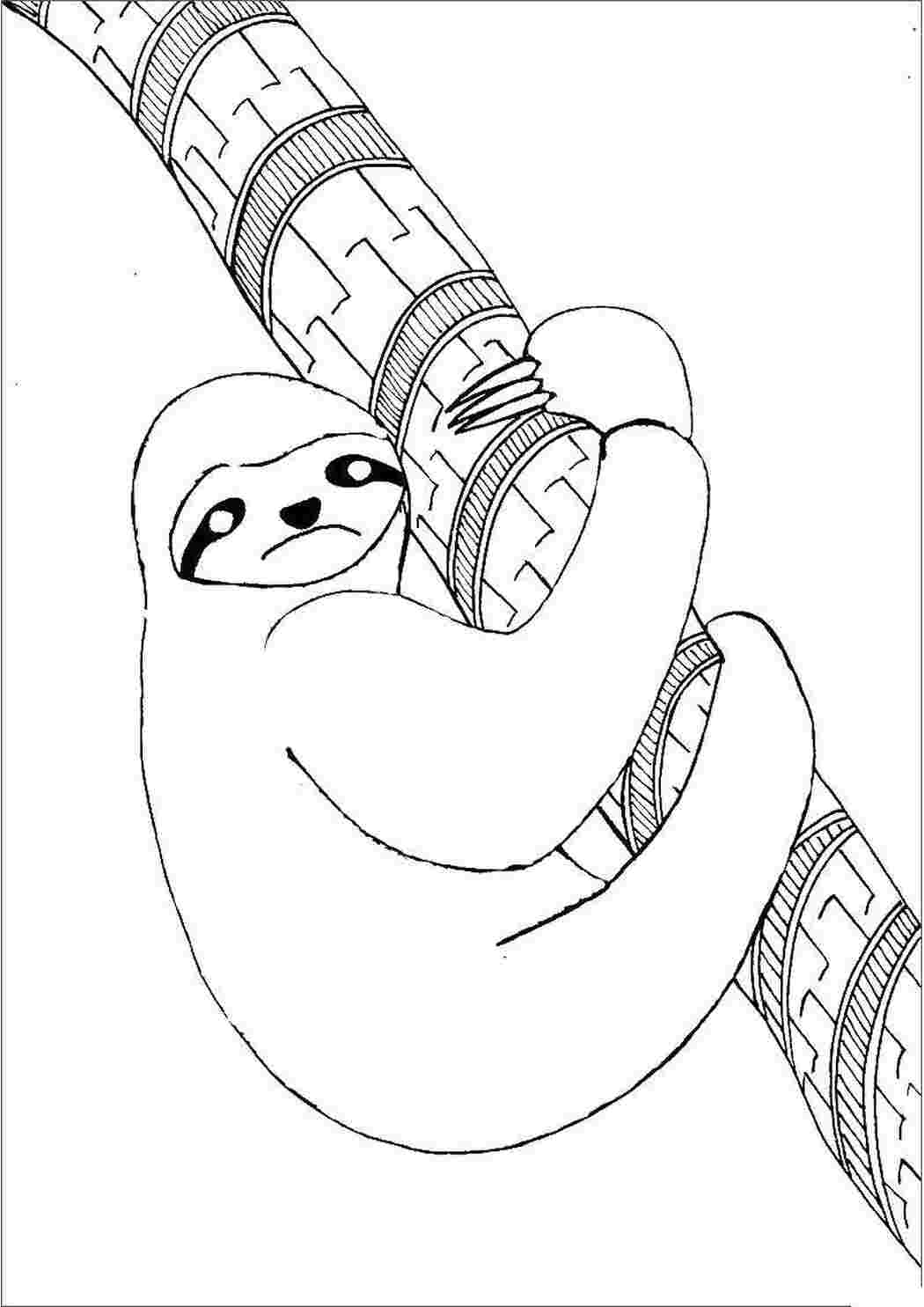 Раскраска Лінивець