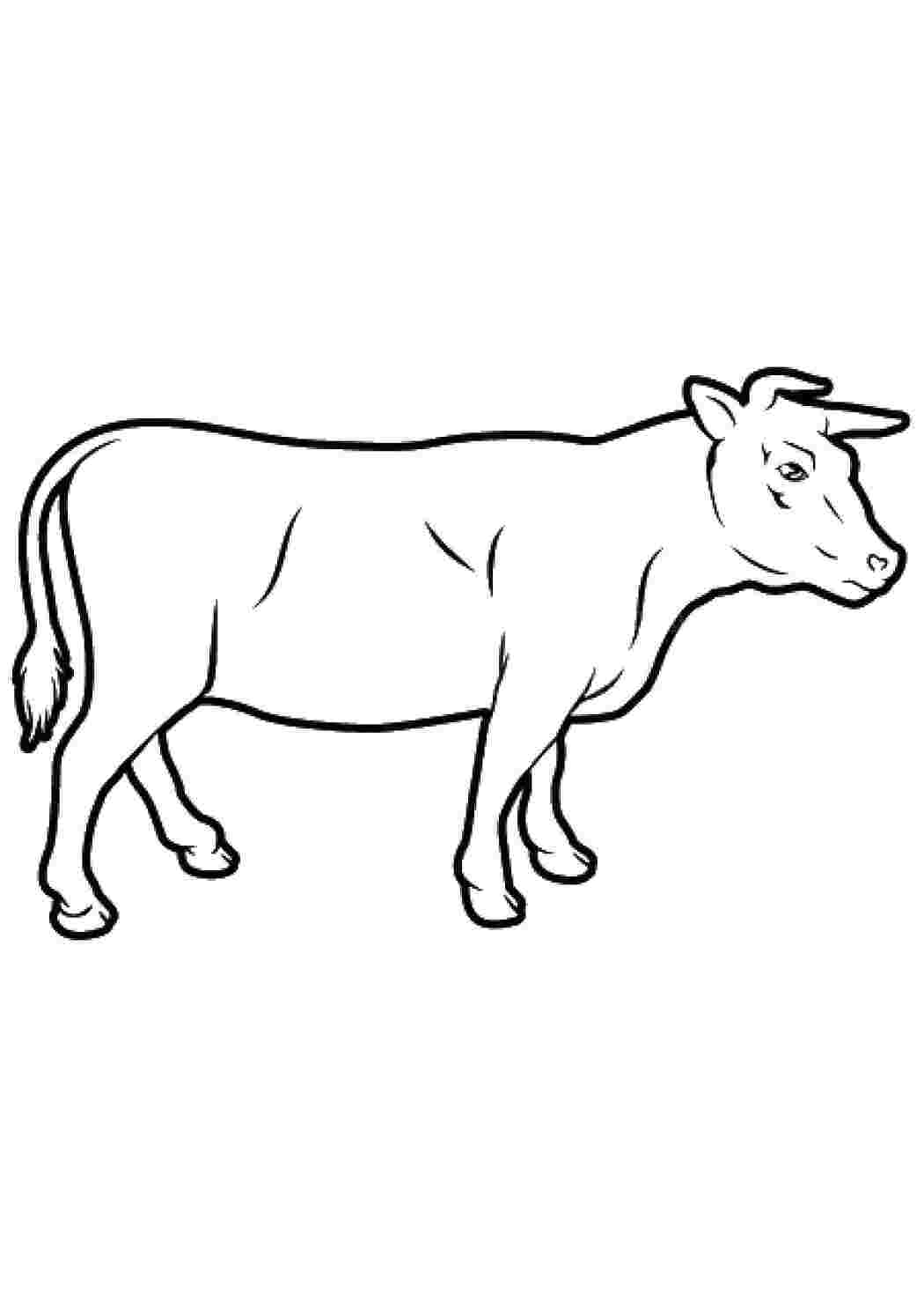 Раскраска Корова