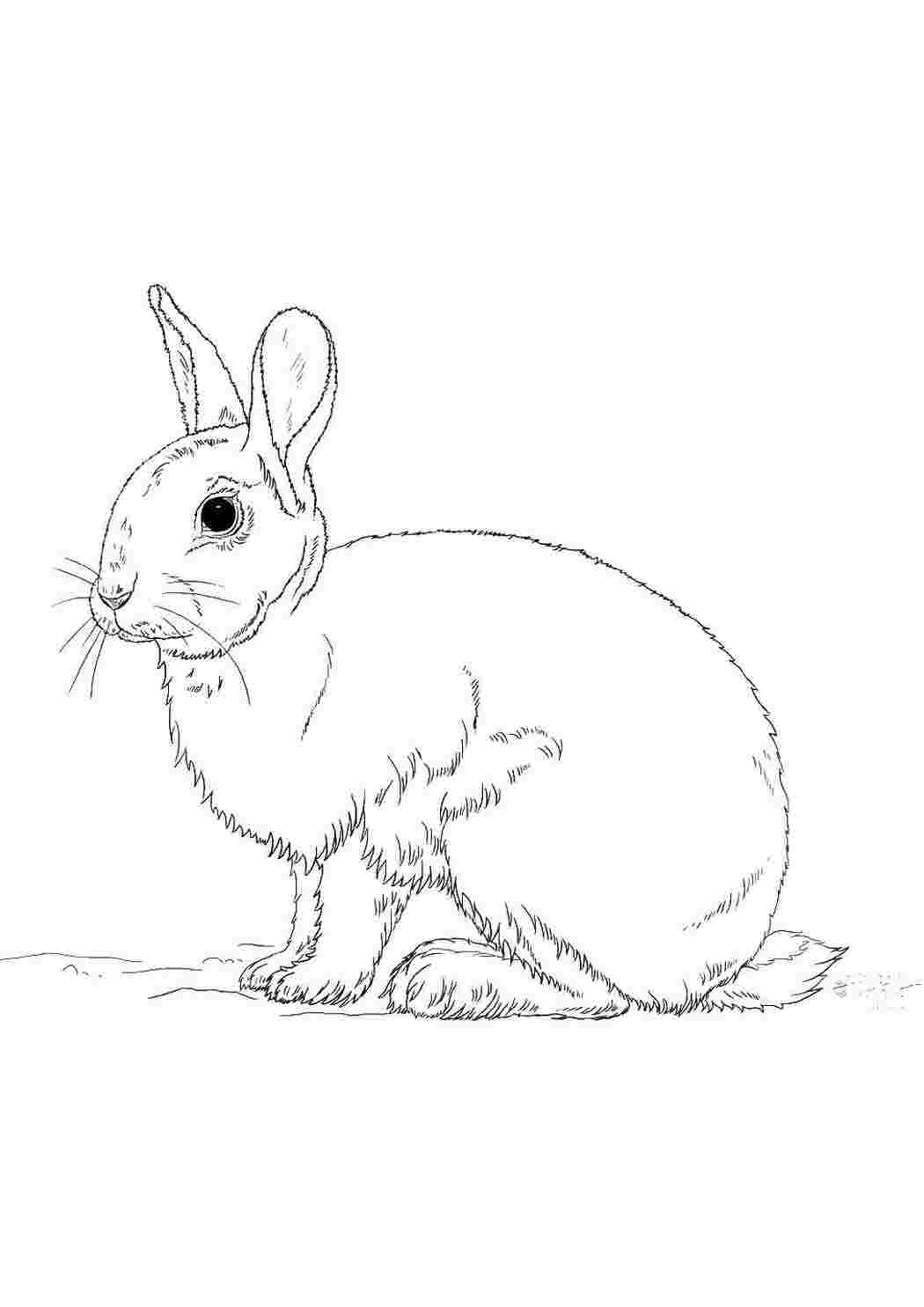 Раскраска Кролик