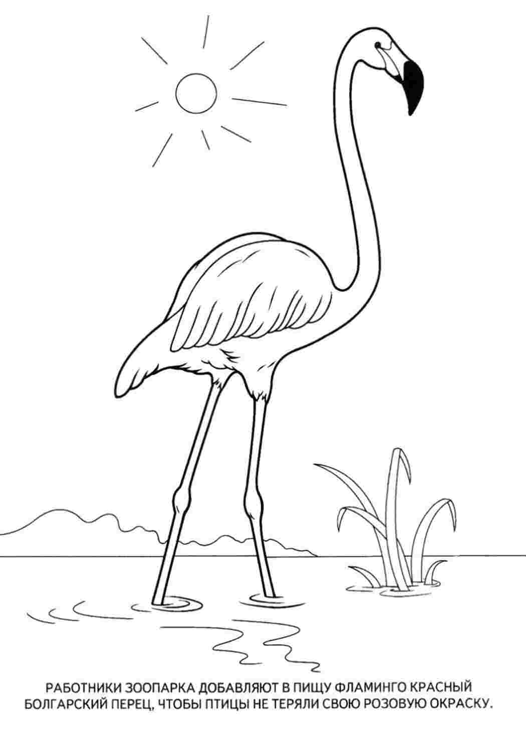 Раскраска Розмальовки тварини надрукувати для дітей фламінго