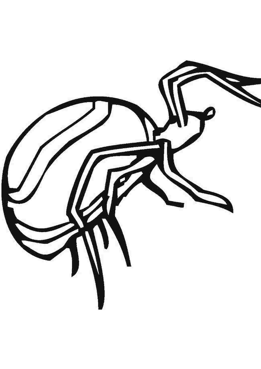 Раскраска Павук