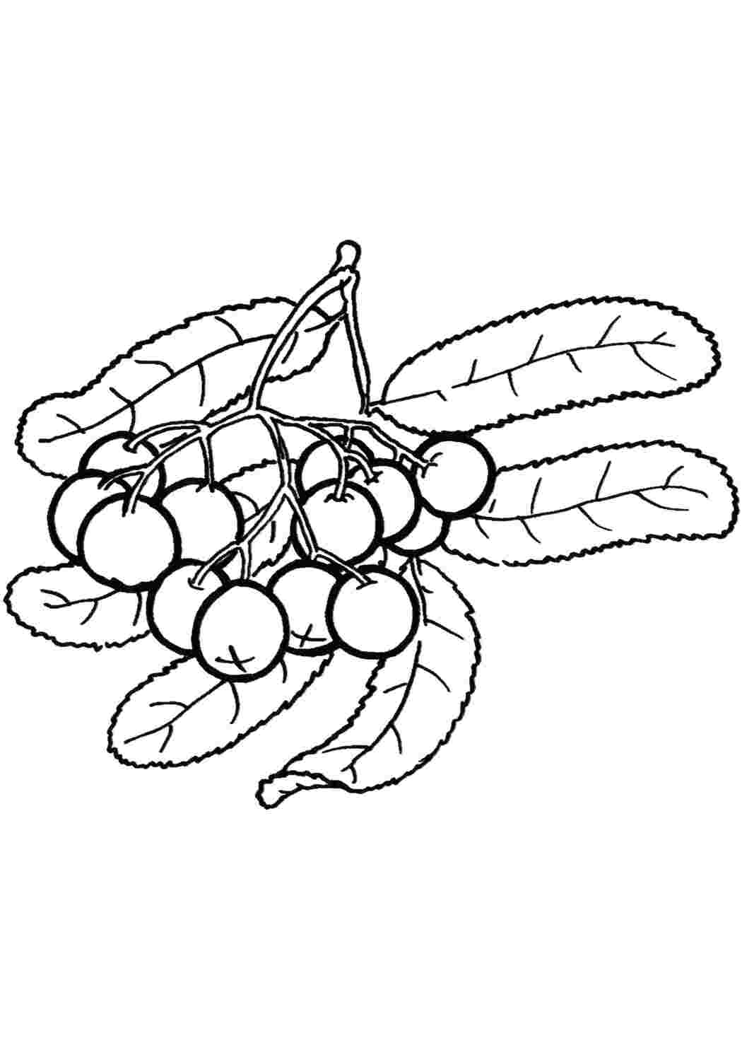 Раскраска Малюнок чорниці