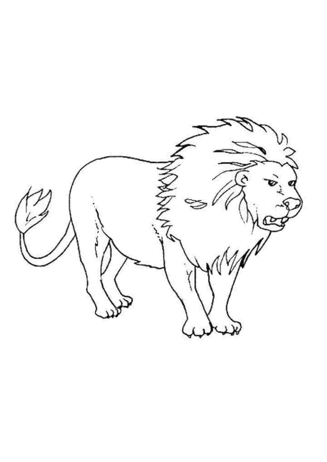 Раскраска Лев