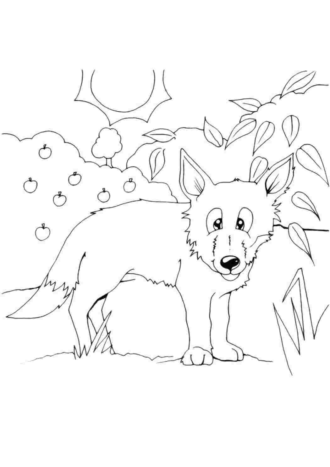 Раскраска корсак