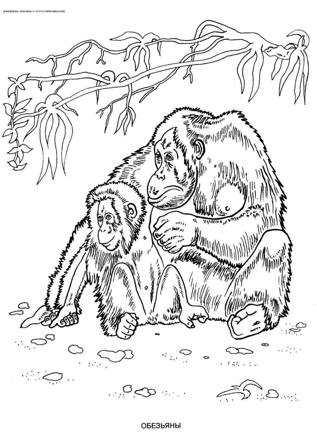 Раскраска Орангутанг найрозумніша тварина після людини
