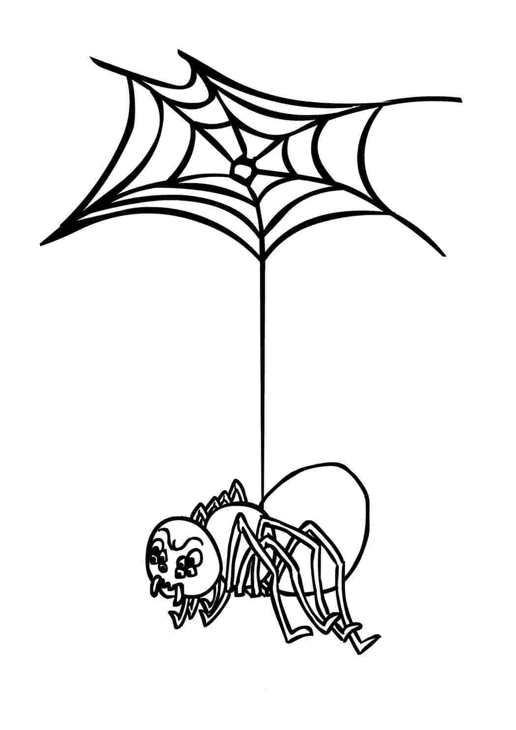 Раскраска Павук на павутині