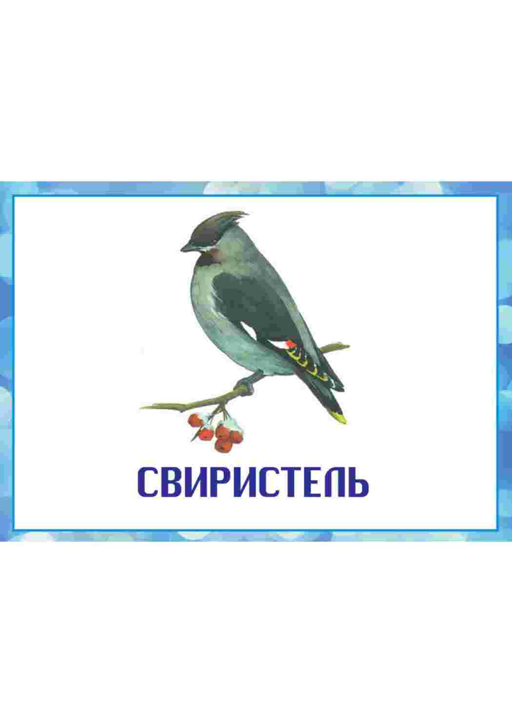 Раскраска картки домашні птахи кури вівчарі качки