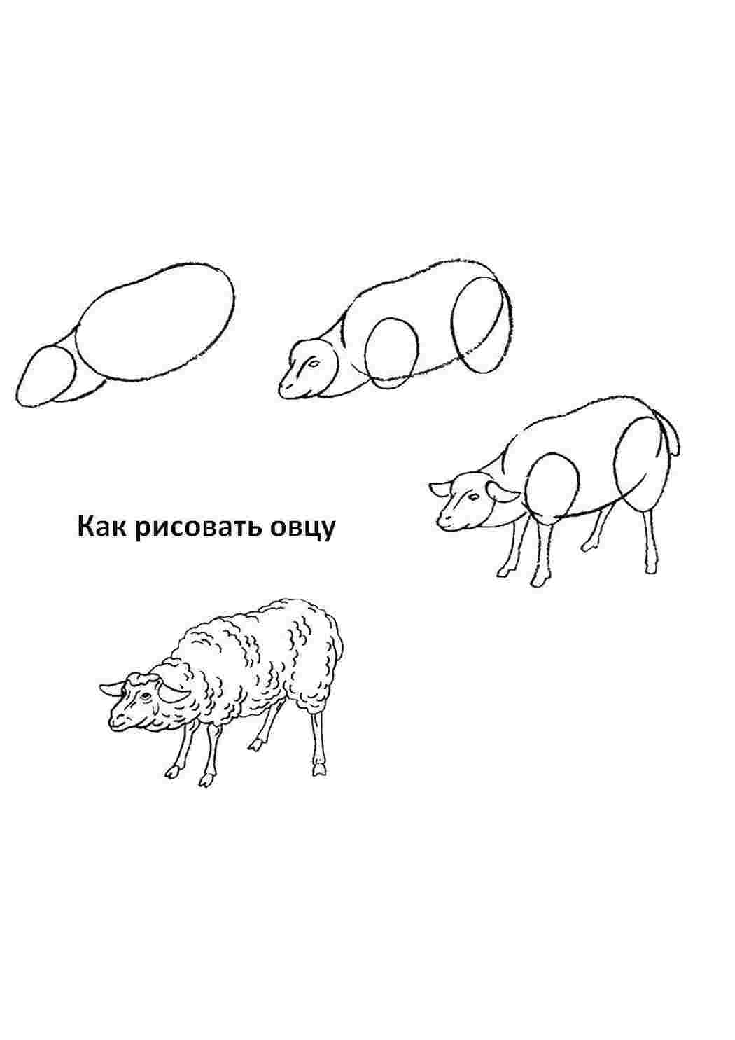 Раскраска Покроково малюємо вівцю