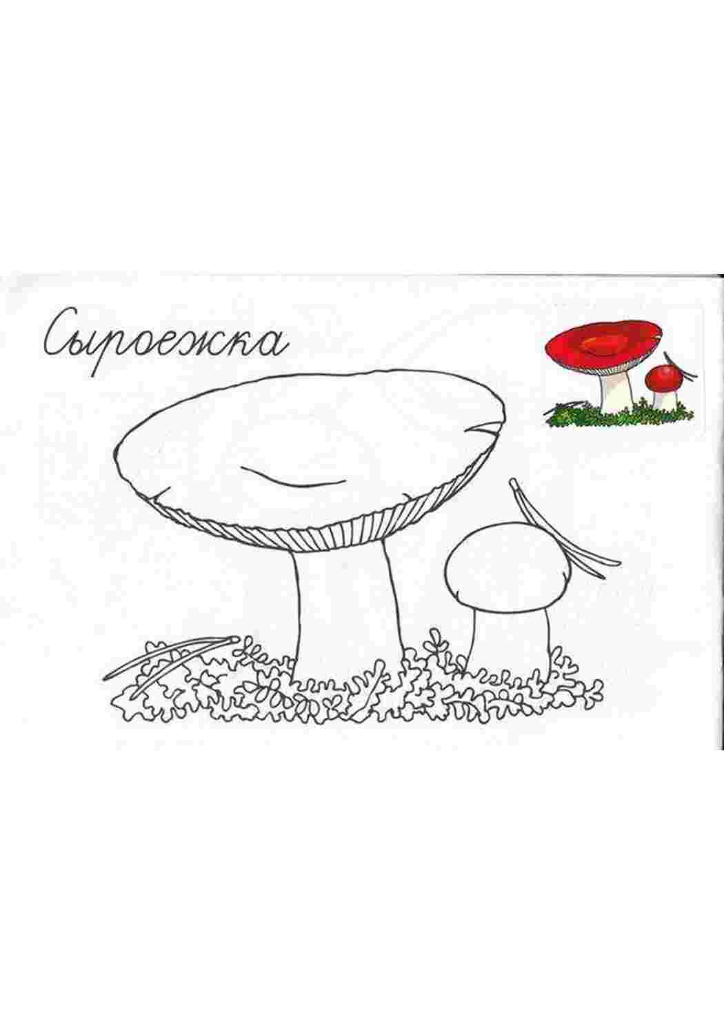 Раскраска сироїжка