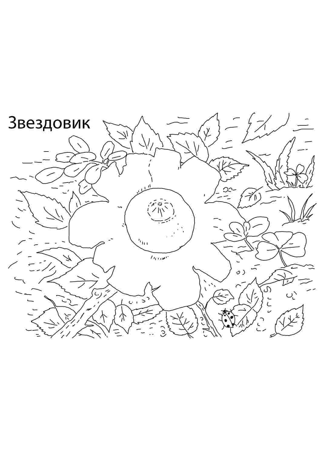 Раскраска Звездовий