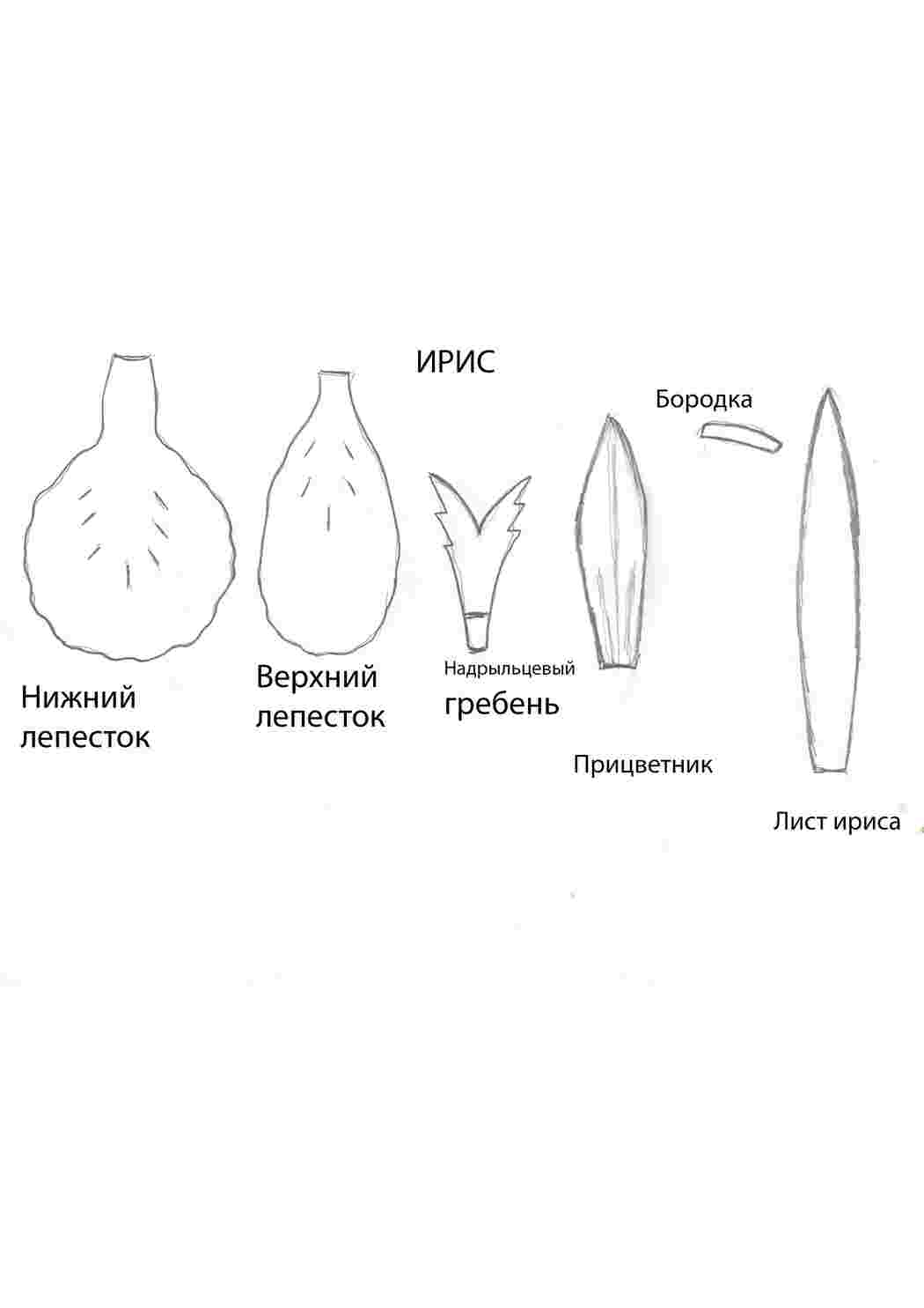Раскраска Викрійка квітки