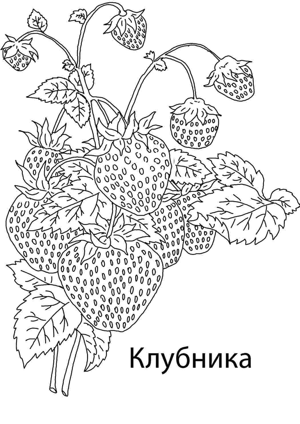 Раскраска Полуниця