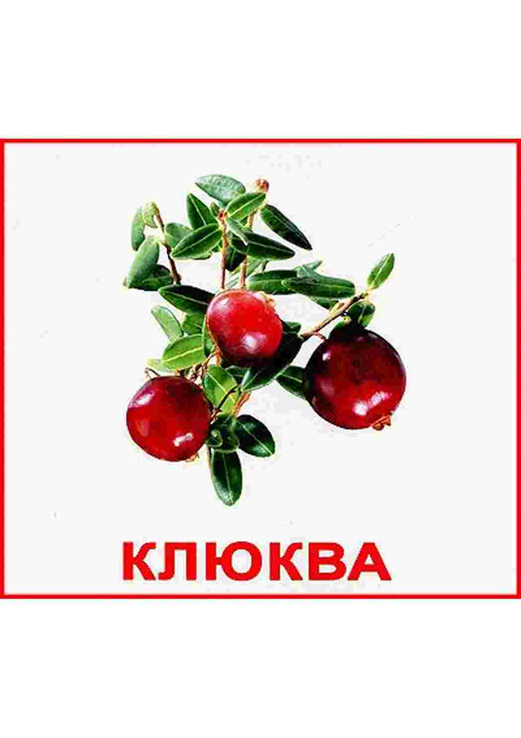 Раскраска картки ягода малина журавлина ожина