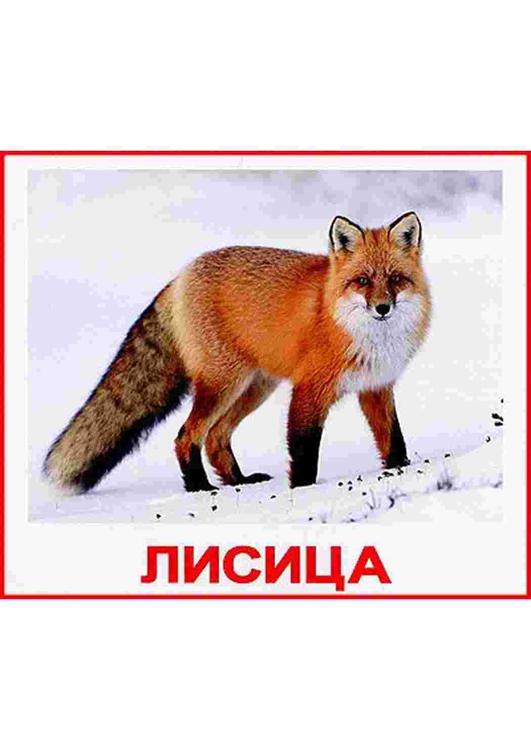Раскраска картки диких тварин