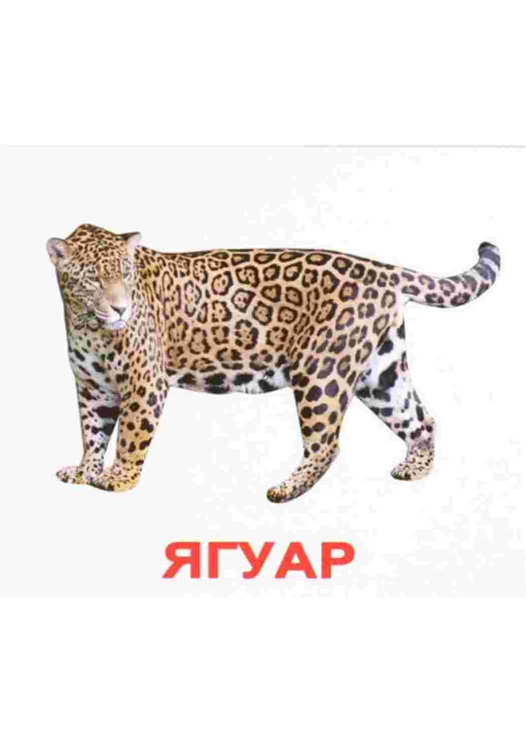 Раскраска картки диких тварин