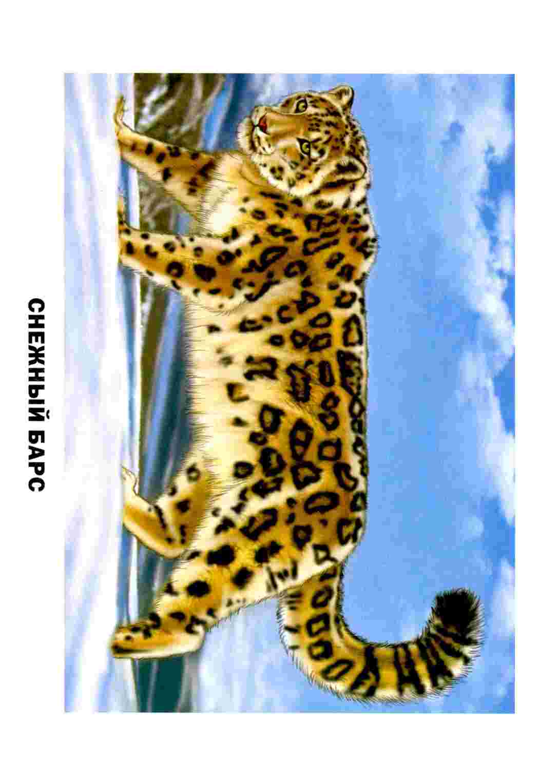 Раскраска Картки з тваринами для занять з дошкільнятами Зображення тварин з підписами для раннього розвитку